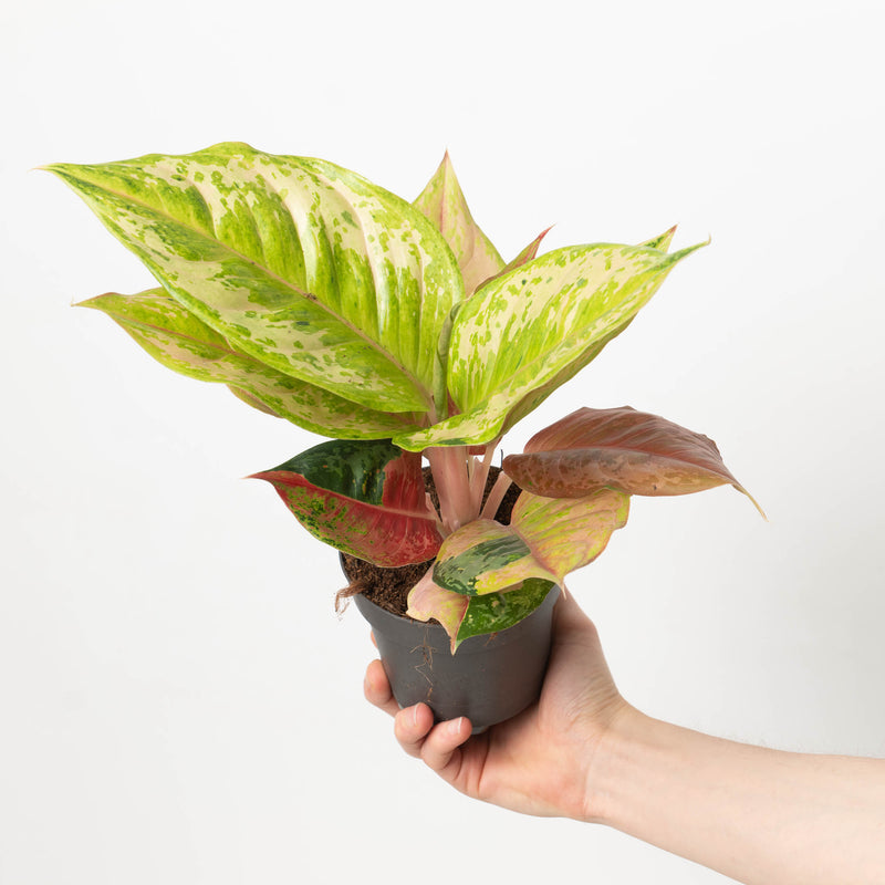 Aglaonema 'Pastella' Plants GrowTropicals