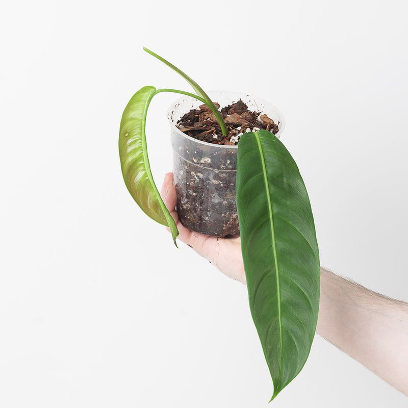 Imperfect Philodendron patriciae Plants GrowTropicals
