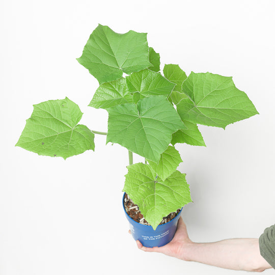 Paulownia elongata 'Futuro' 17cm / 2L Plants - Outdoor GROW TROPICALS