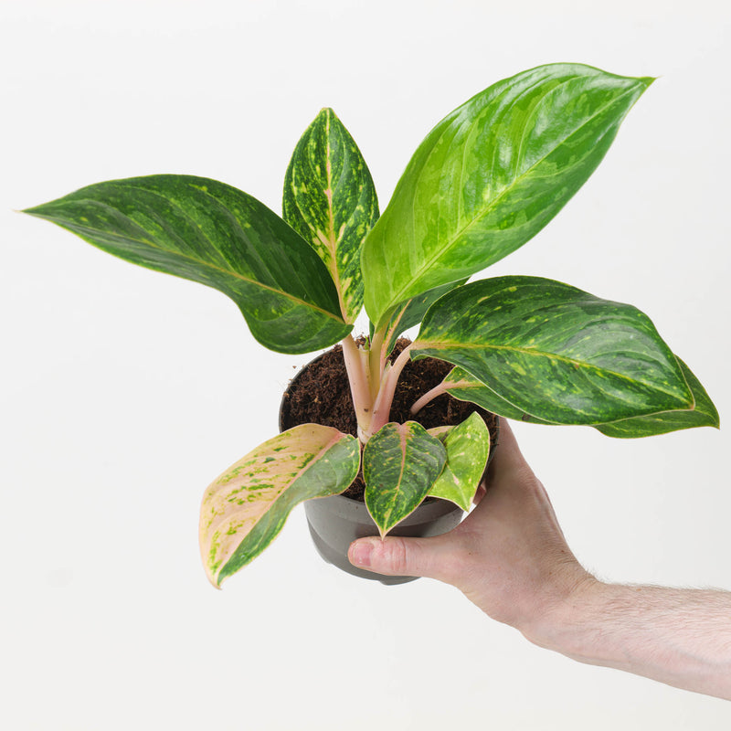 Aglaonema 'Peach Pearl' Plants GrowTropicals