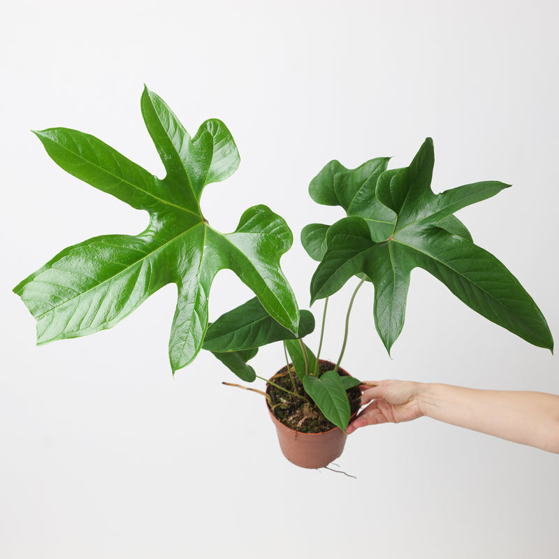Anthurium pedatum Plants GrowTropicals