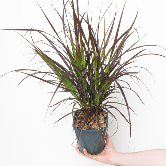 Pennisetum 'Rubrum' 17cm / 2L Plants - Outdoor GROW TROPICALS