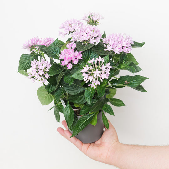 Pentas lanceolata 'Starcluster Lilac' Plants GrowTropicals