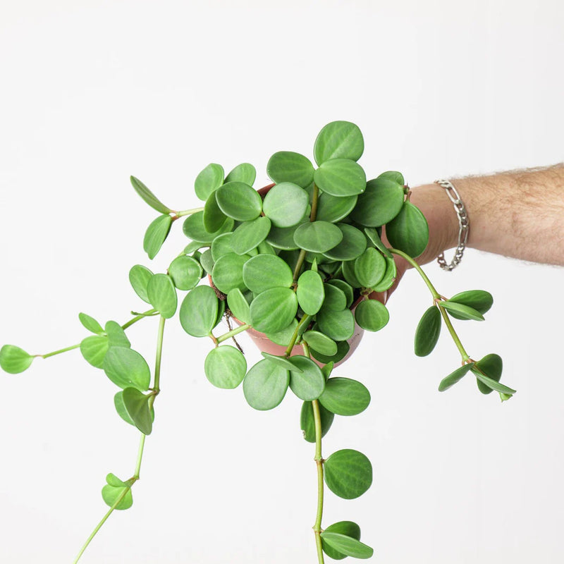 Pet-Friendly Bundle Plant Bundle GrowTropicals