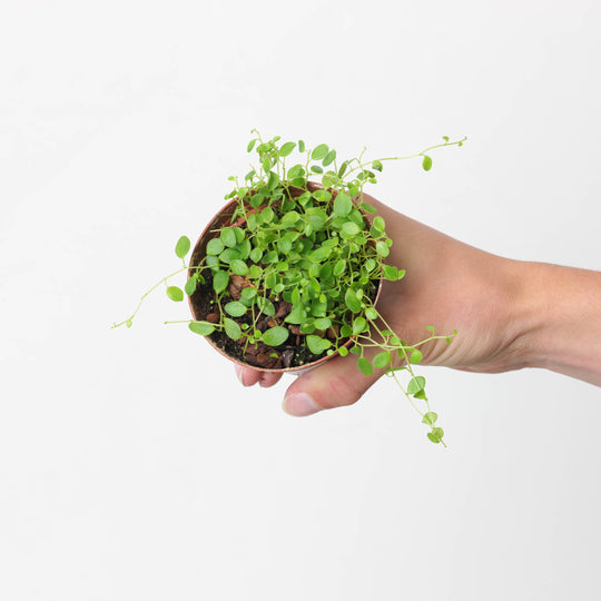 Peperomia sp Panama Plants GrowTropicals