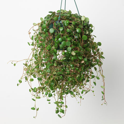 Peperomia Pepperspot 14cm Plants GrowTropicals