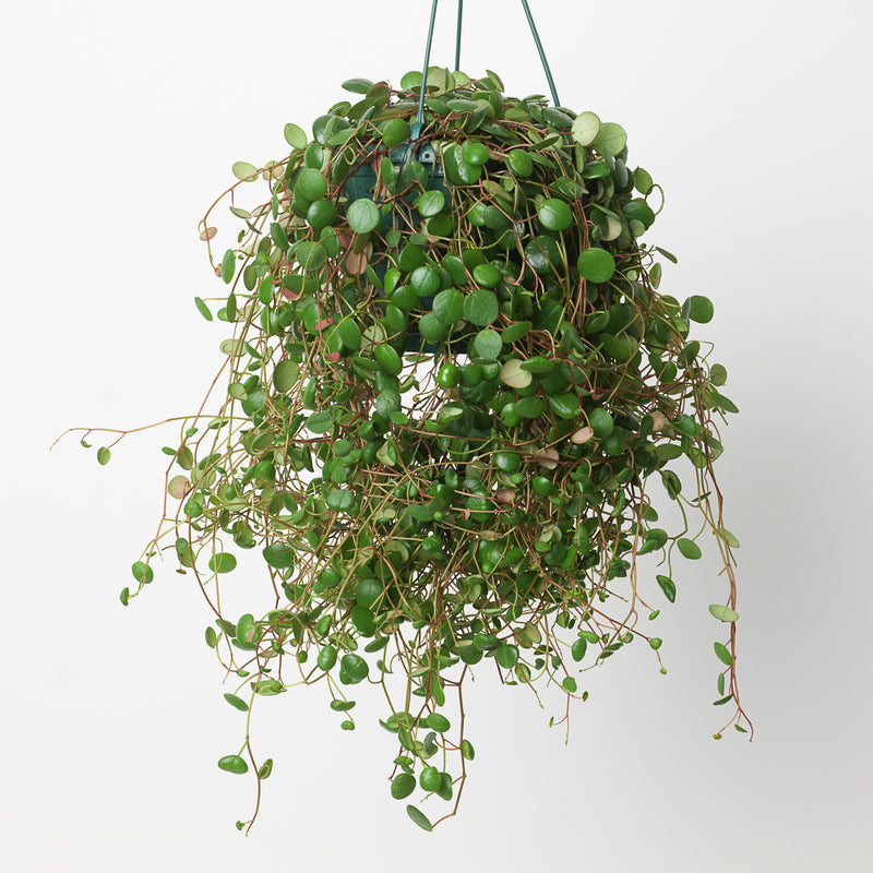 Peperomia Pepperspot 14cm Plants GrowTropicals