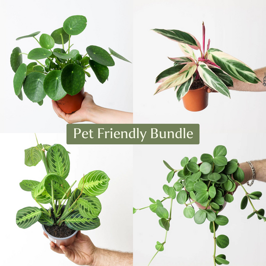 Pet-Friendly Bundle Plant Bundle GrowTropicals