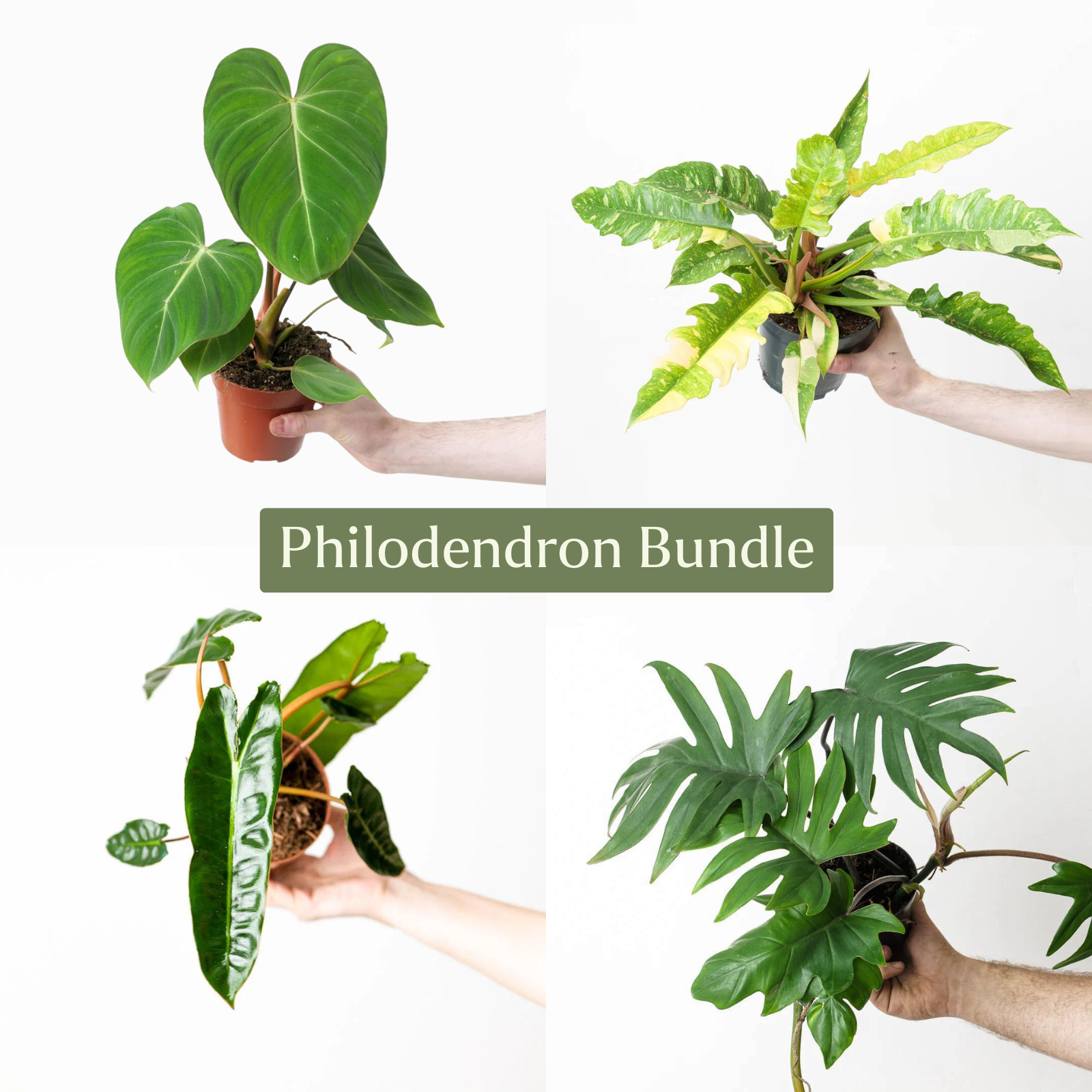 Philodendron outlets Bundle