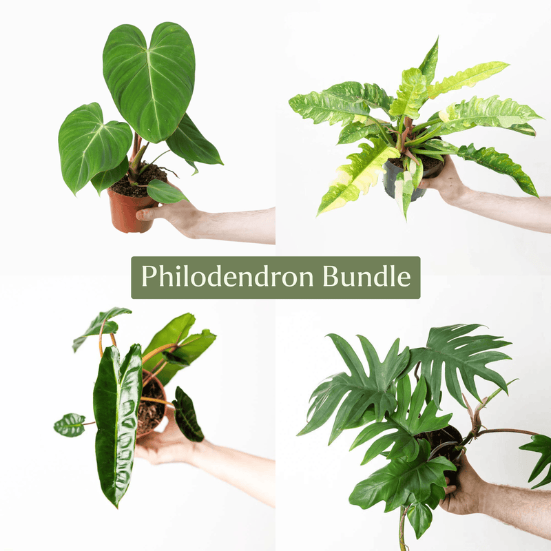 Philodendron Plant Bundle Plant Bundle GrowTropicals
