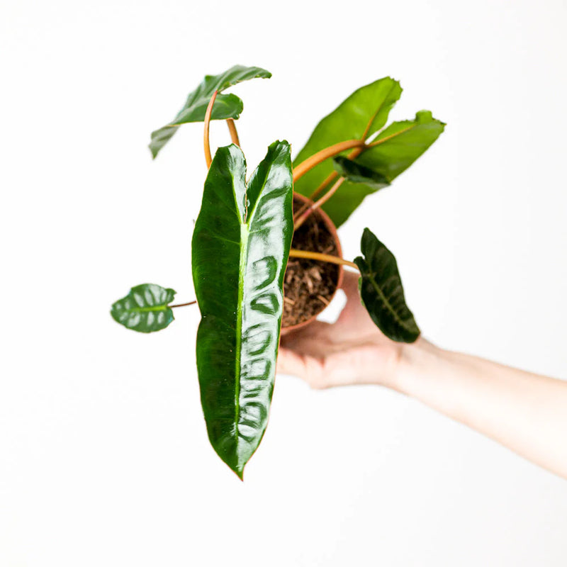 Imperfect Philodendron billietiae Plants GrowTropicals
