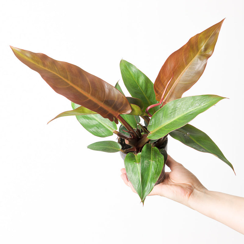 Philodendron Red Sun — 11cm