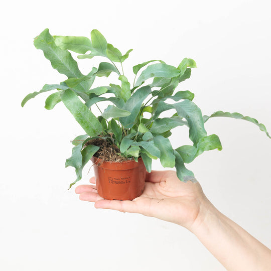 Phlebodium aureum - Blue Star Fern 9cm Plants GrowTropicals