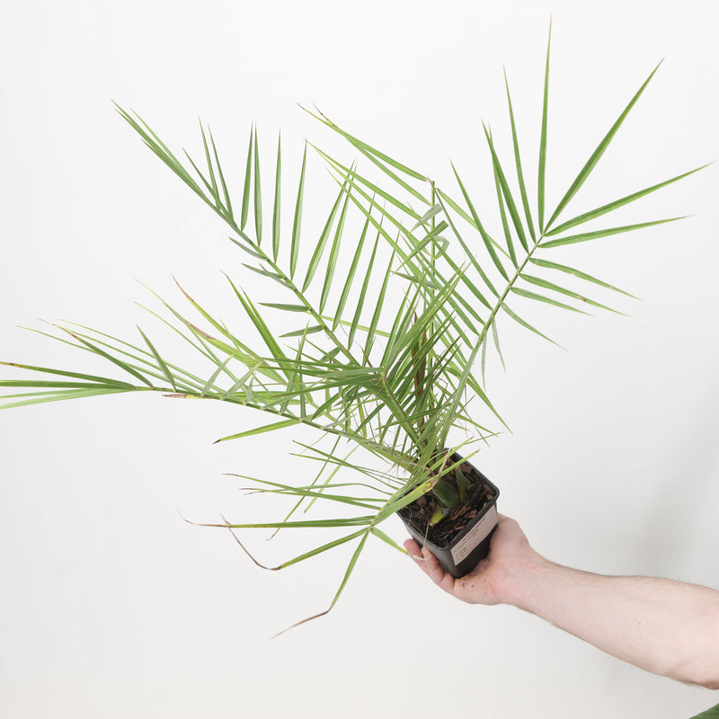 Phoenix canariensis Plants - Outdoor GROW TROPICALS