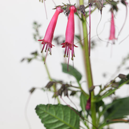 Phygelius x rectus 'Candy Drops Red' (Cape Figwort)