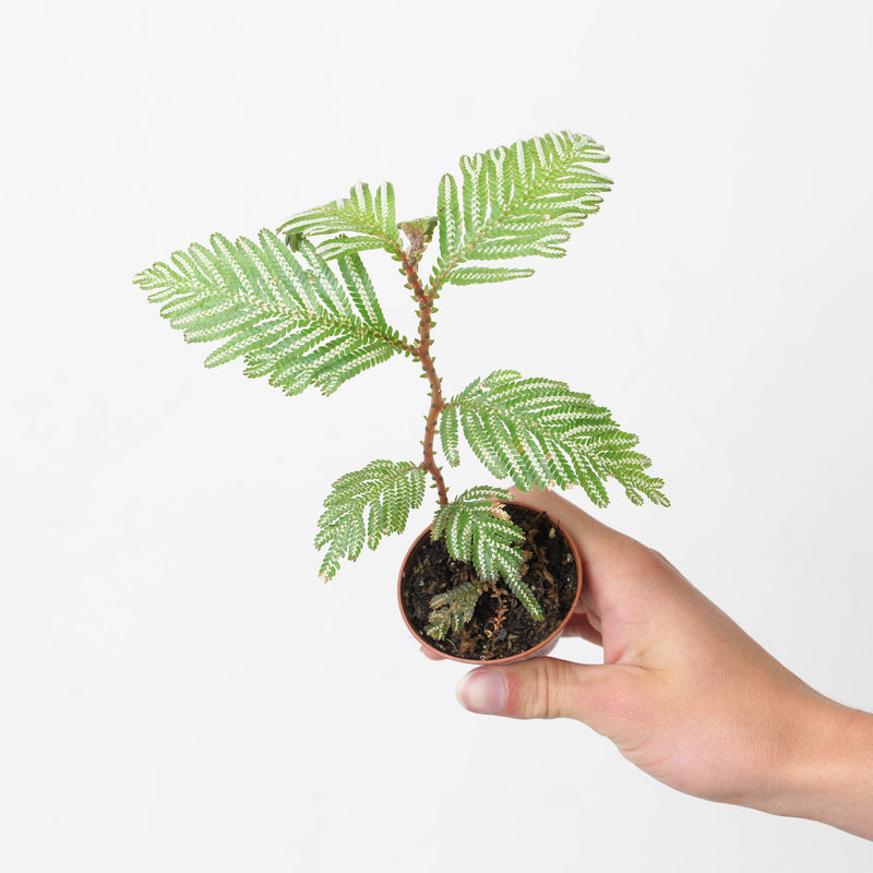 Selaginella picta Plants GrowTropicals