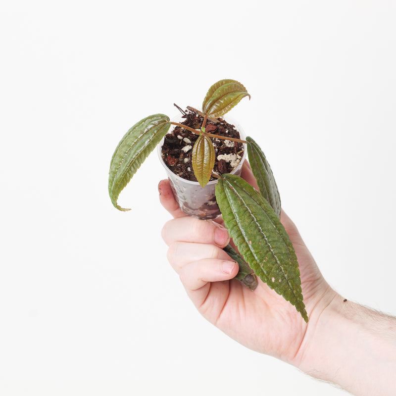 Pilea grandifolia 'Coral' Plants GrowTropicals