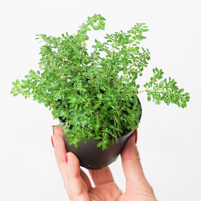 Pilea microphylla Plants GrowTropicals