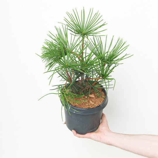 Sciadopitys verticillata Plants - Outdoor GROW TROPICALS