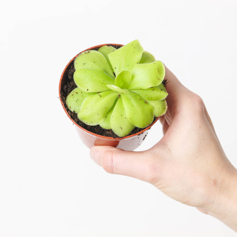 Pinguicula 'Tina' Plants GrowTropicals