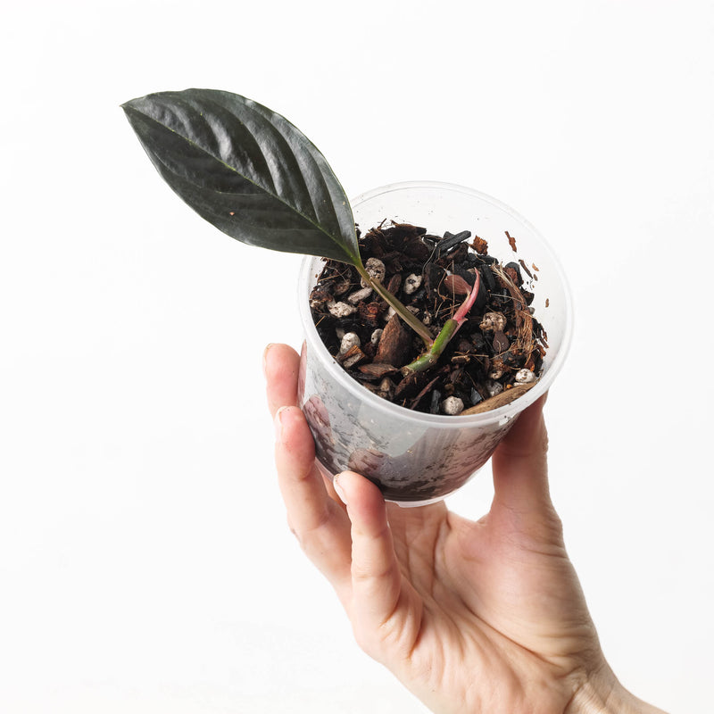 Rhodospatha sp. 'Dark Glossy' Plants GrowTropicals