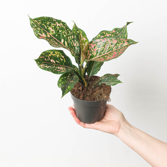 Aglaonema 'Pink Leopard' Plants GrowTropicals