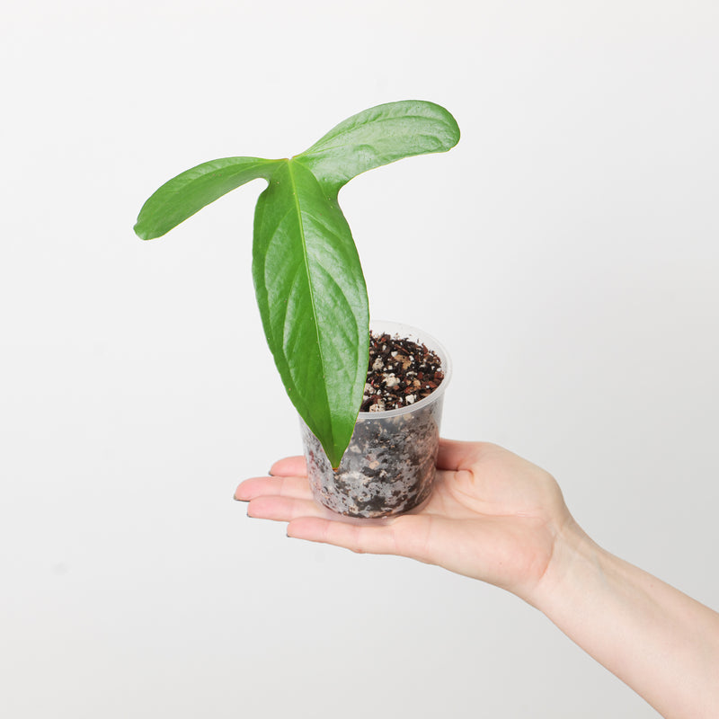 Anthurium pinkleyi Plants GrowTropicals