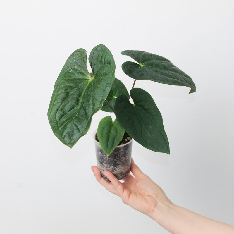 Anthurium (pinkleyi x luxurians) x papilillaminum GY Plants GrowTropicals
