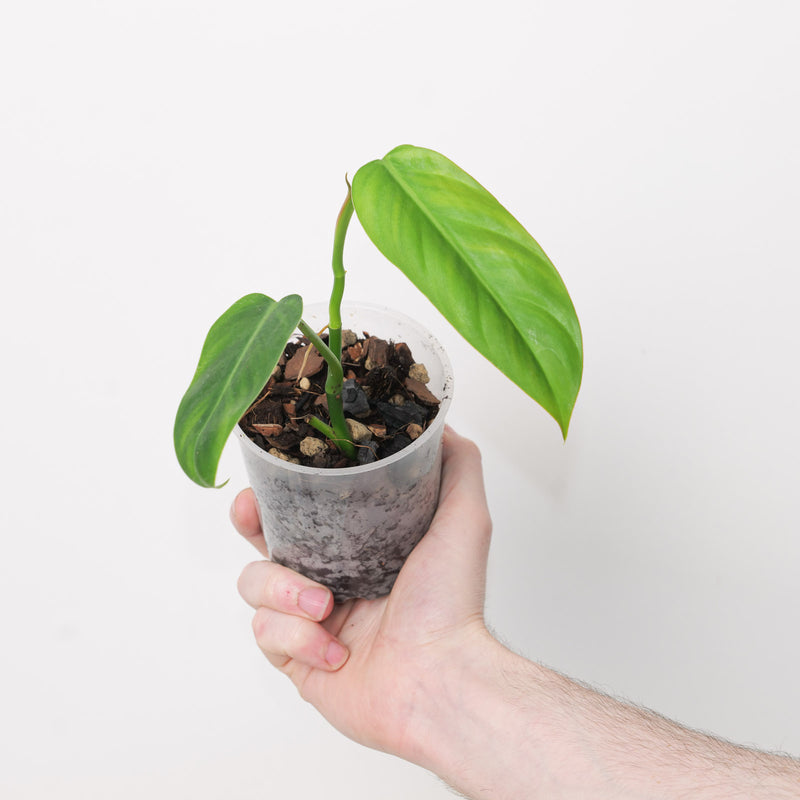 Philodendron sp. NOID 'Pink Margins' Plants GrowTropicals