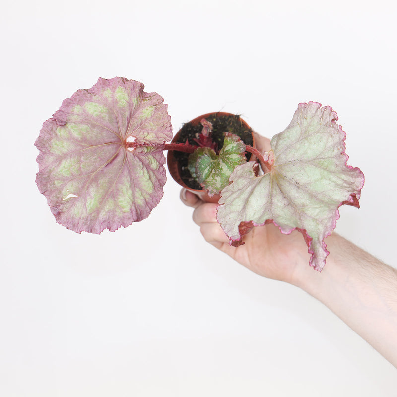 Begonia 'Pink Panther' Plants GrowTropicals