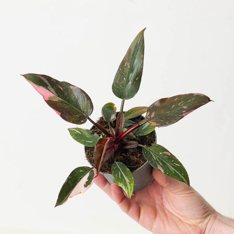 Philodendron Pink Princess 'Marble' — 9cm