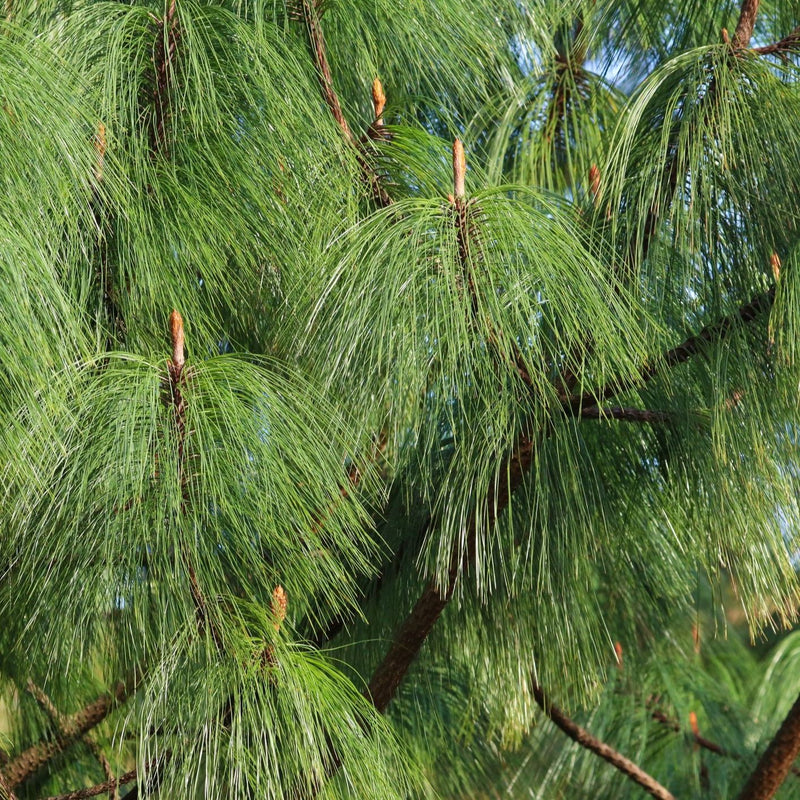 Pinus wallichiana Plants - Outdoor GROW TROPICALS