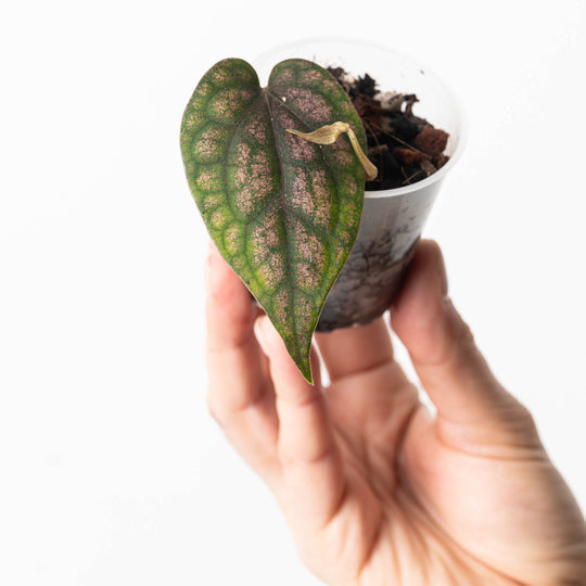 Piper argyrites 'Pink Select Form' 6cm Plants GrowTropicals
