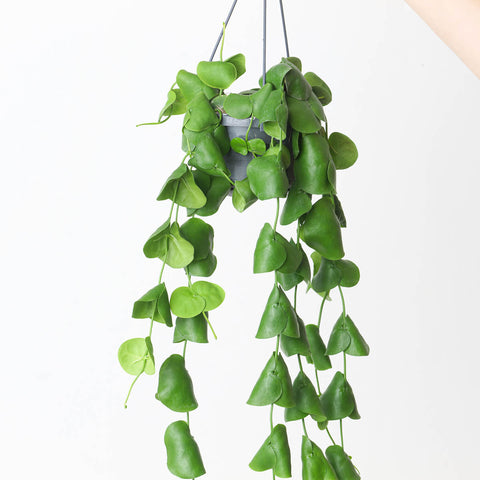 Dischidia platyphylla Plants GrowTropicals