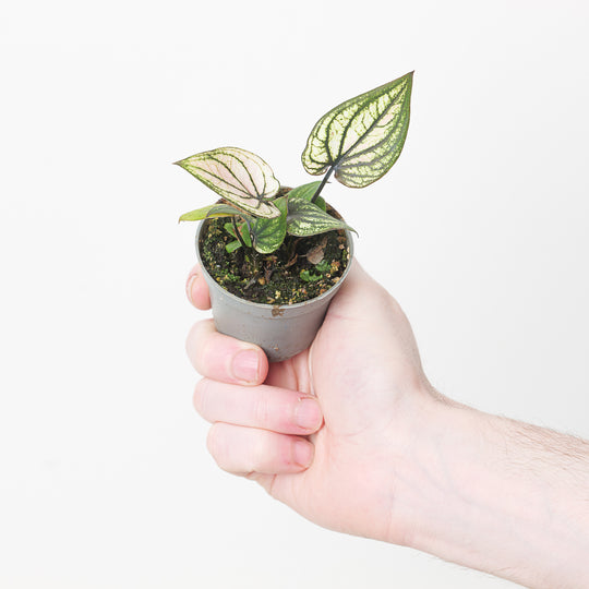 Caladium 'Pliage' 6cm Plants GrowTropicals
