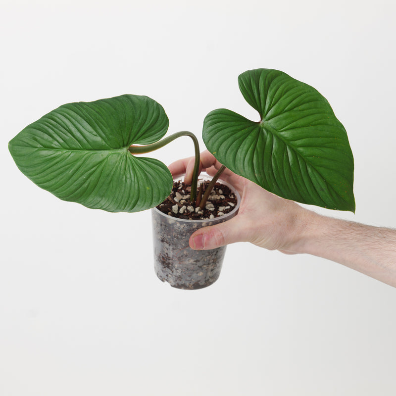 Philodendron plowmanii 'Green' Plants GrowTropicals