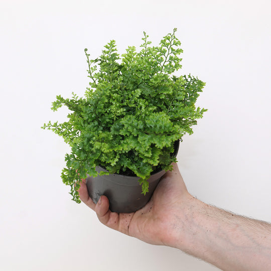 Polystichum setiferum Plants - Outdoor GROW TROPICALS