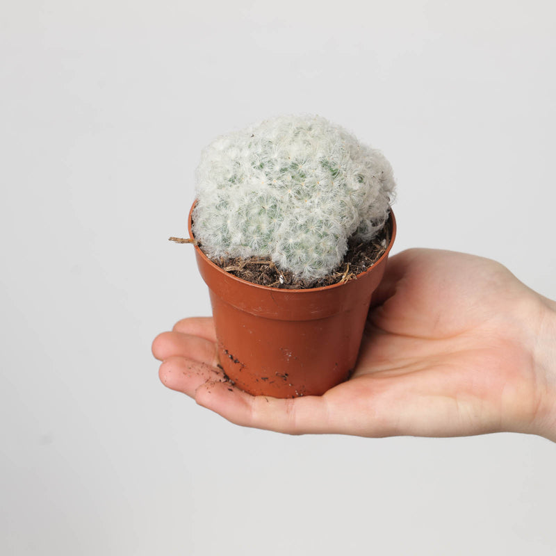 Mammillaria plumosa 8.5cm Plants GrowTropicals