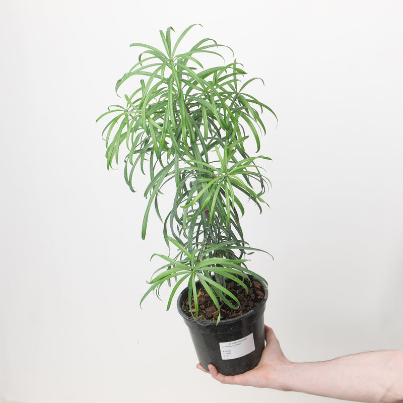 Podocarpus henkelii Plants - Outdoor GROW TROPICALS