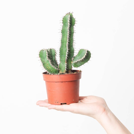 Euphorbia polyacantha 10.5cm Plants GrowTropicals