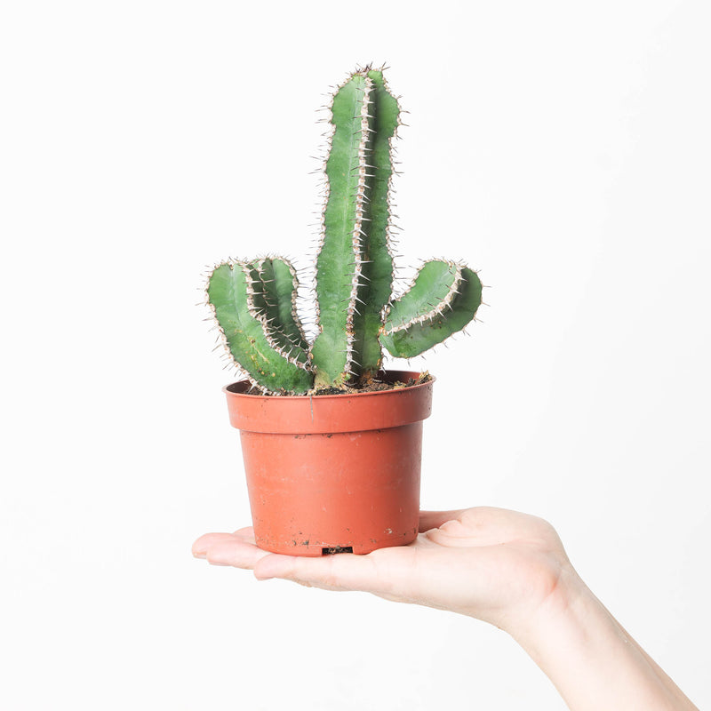 Euphorbia polyacantha — 10.5cm
