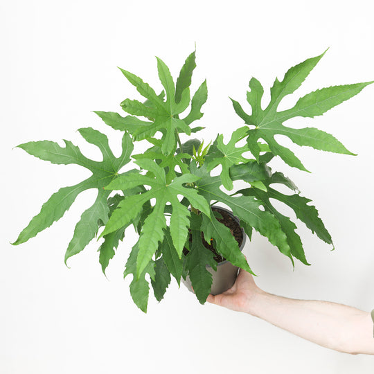 Fatsia polycarpa 'Green Fingers' Plants - Outdoor GROW TROPICALS