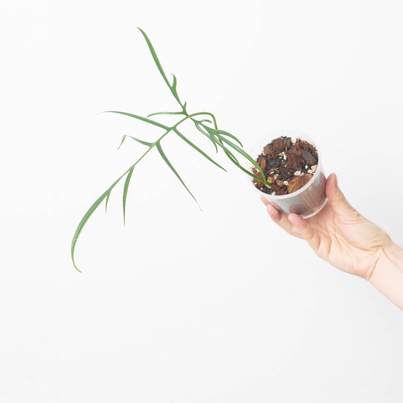 Philodendron polypodioides Plants GrowTropicals