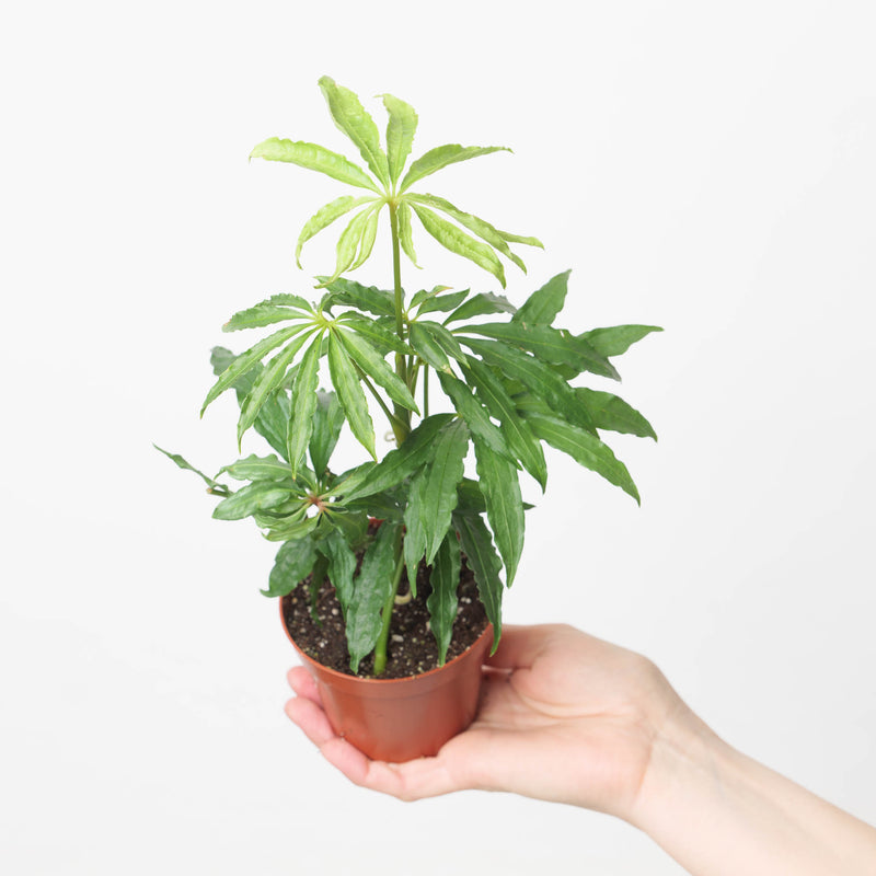 Anthurium polyschistum — 9cm