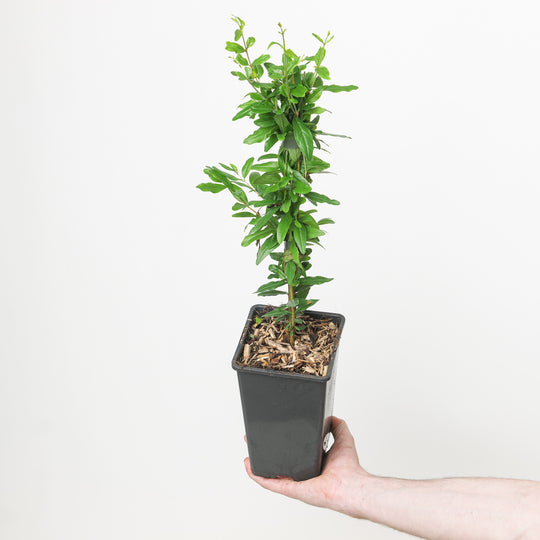 Punica granatum (Pomegranate) 15cm / 1.5L Plants - Outdoor GROW TROPICALS