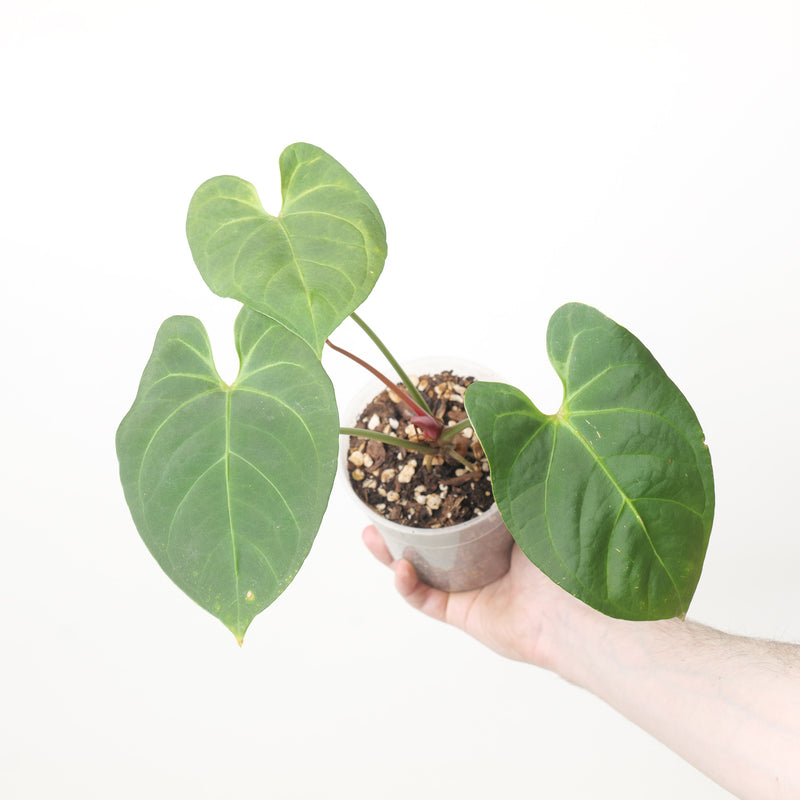 Anthurium Portillae x Dorayaki — 12cm #3