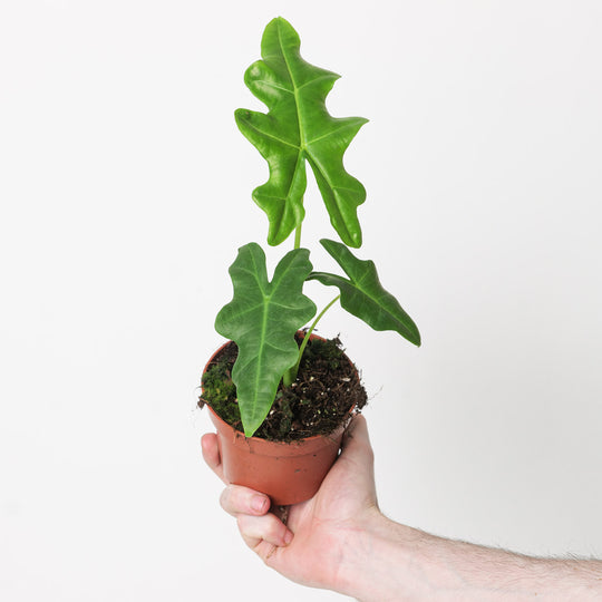 Alocasia portei 10.5cm Plants GrowTropicals