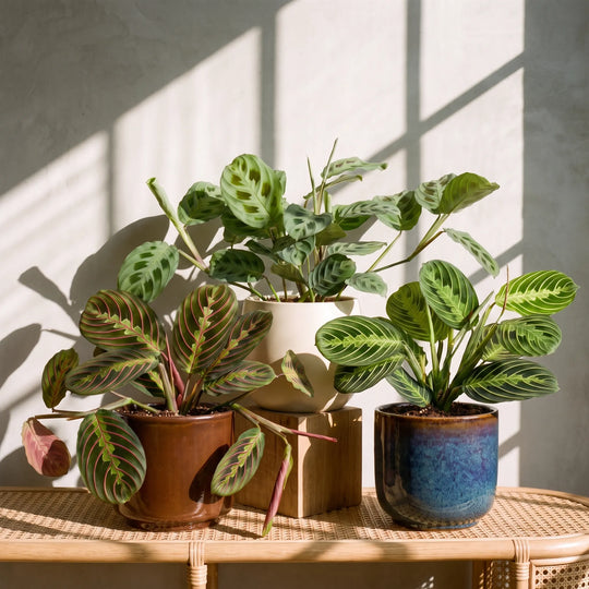 Prayer Plant Trio Bundles GrowTropicals