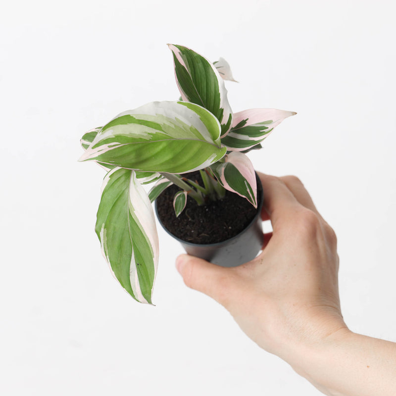 Calathea 'Princess Dalya' Variegated — 7cm