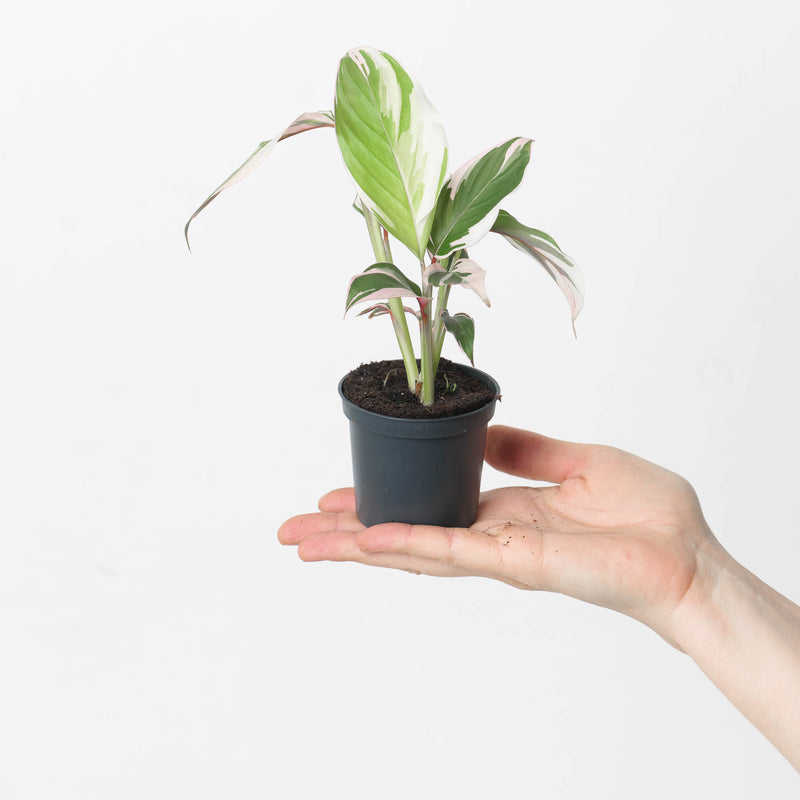 Calathea 'Princess Dalya' Variegated Plants GrowTropicals